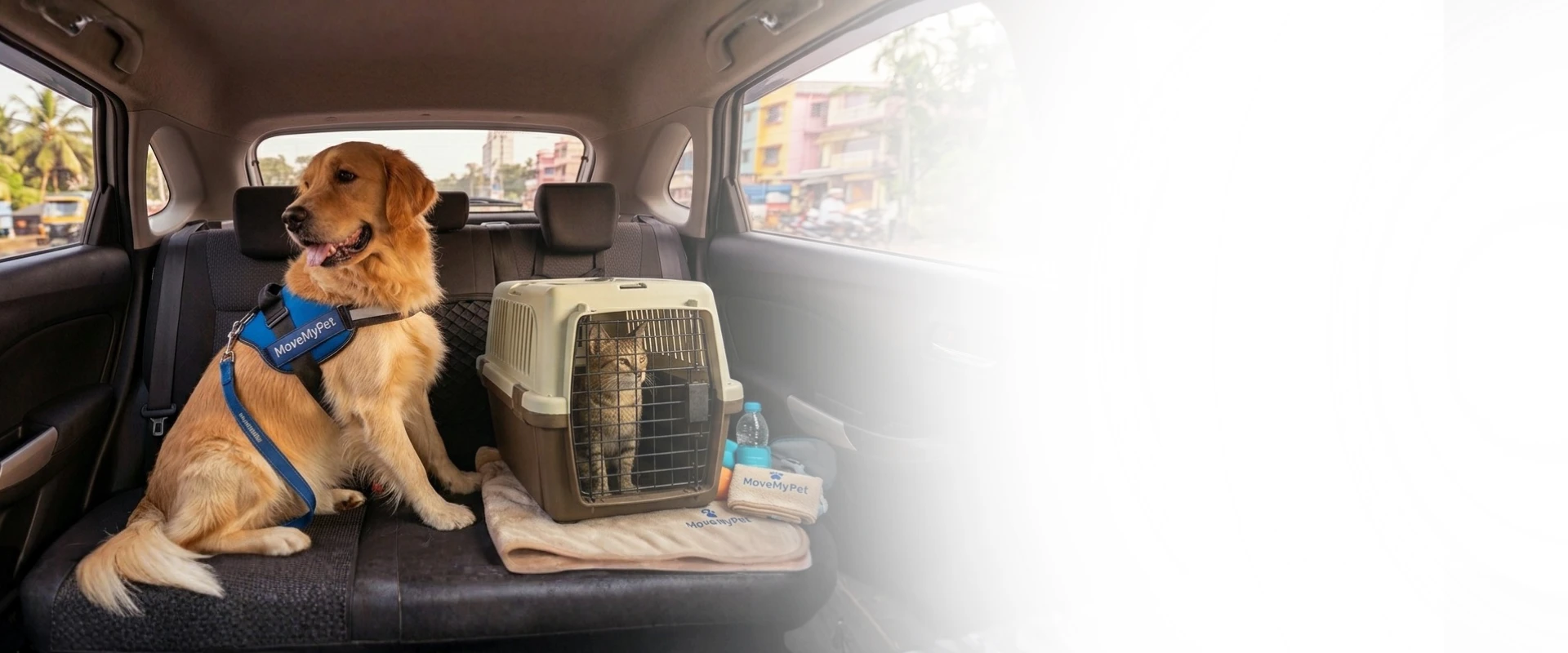 Pet relocation by car